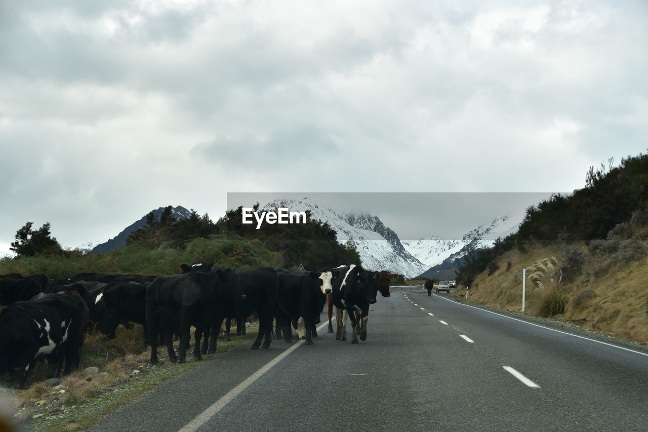 VIEW OF HORSE ON ROAD