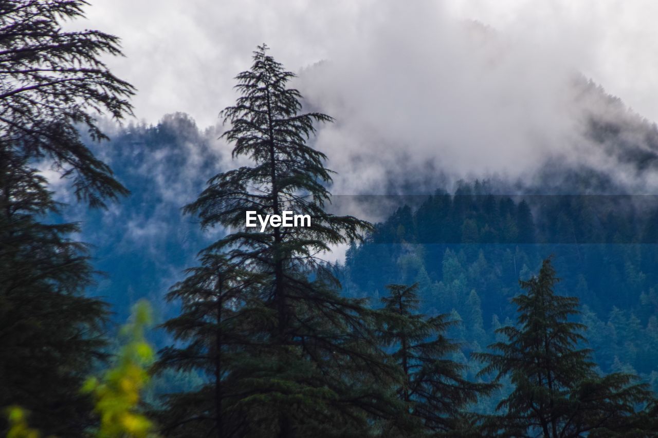 Low angle view of pine trees against sky