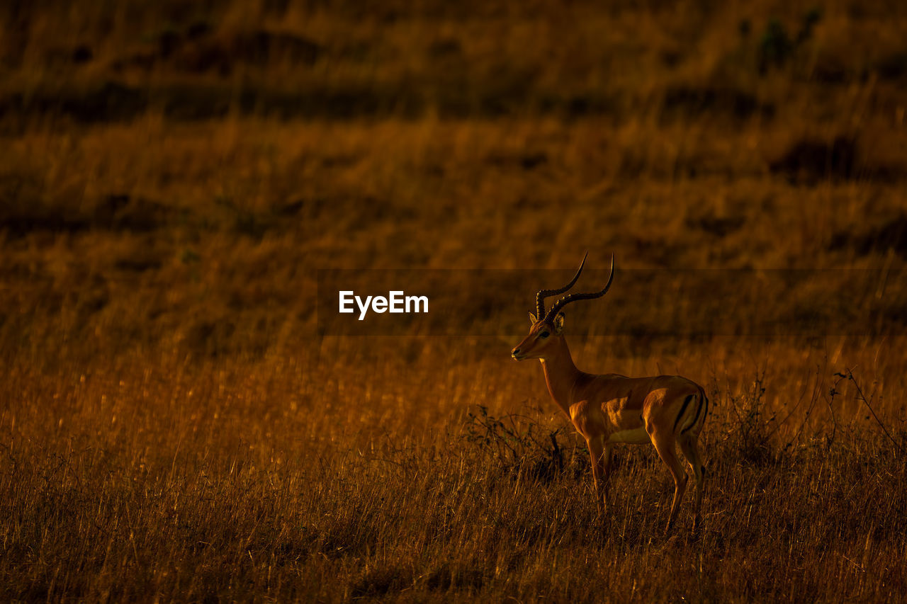 side view of deer on field