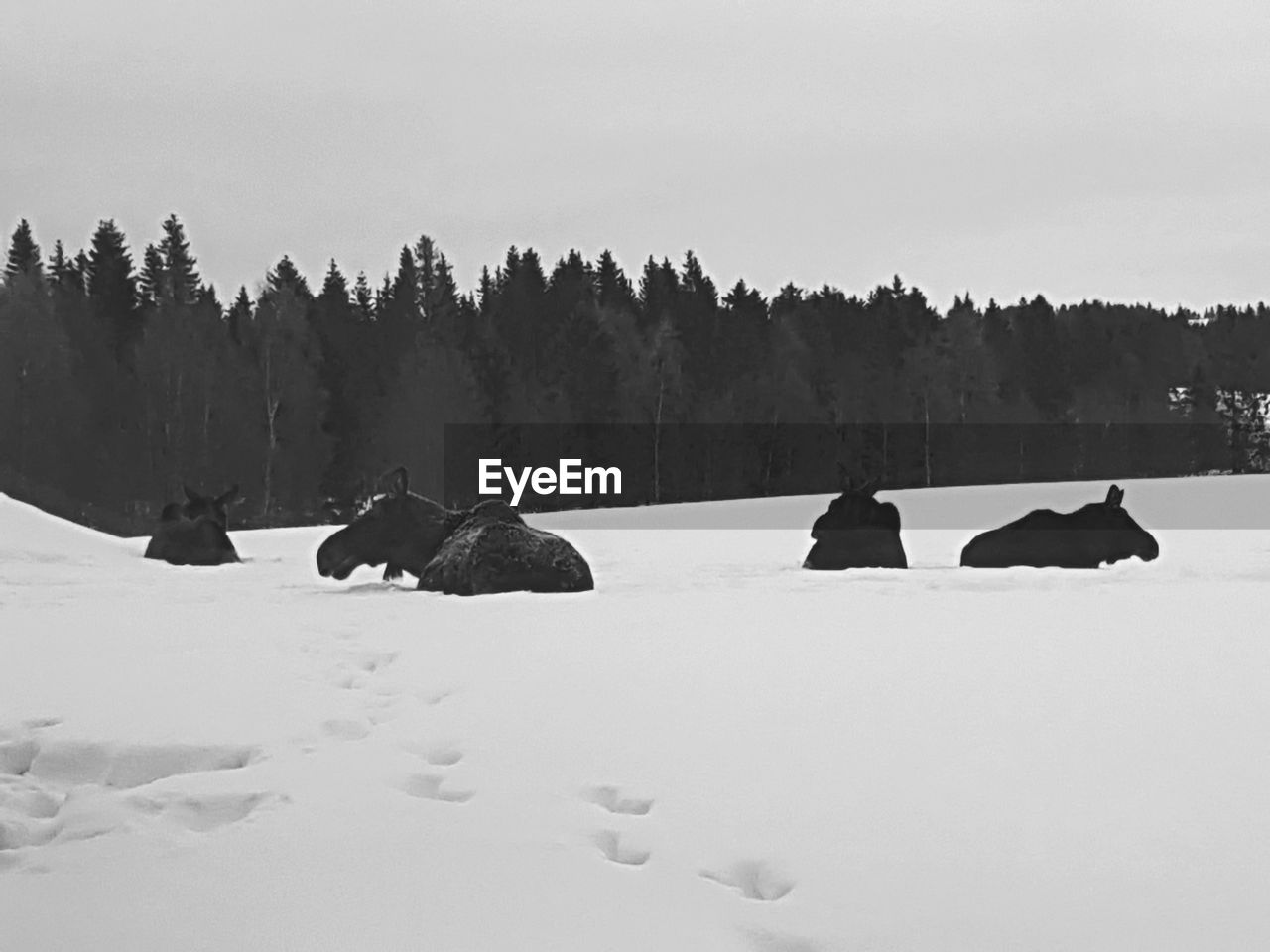 SCENIC VIEW OF SNOWY FIELD AGAINST SKY