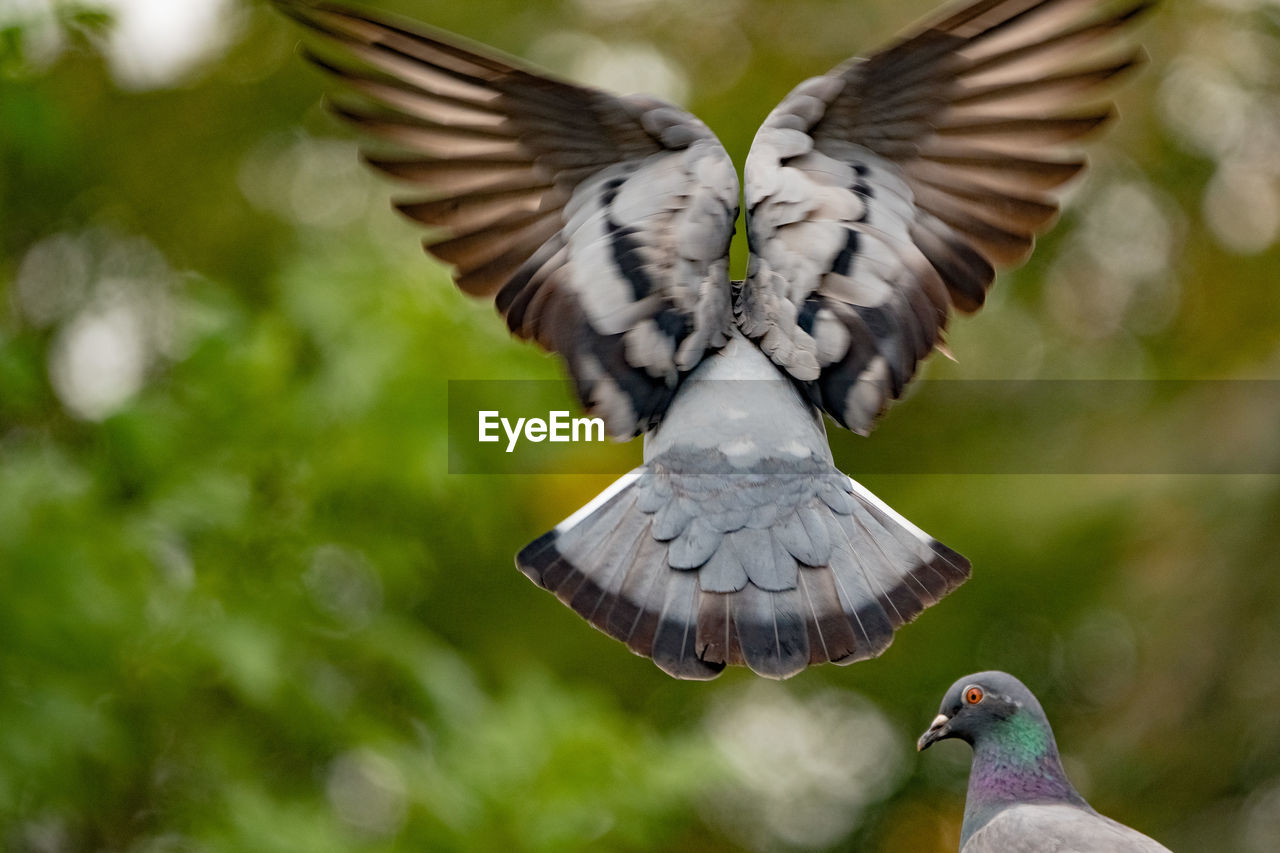 CLOSE-UP OF PIGEON FLYING IN THE BACKGROUND