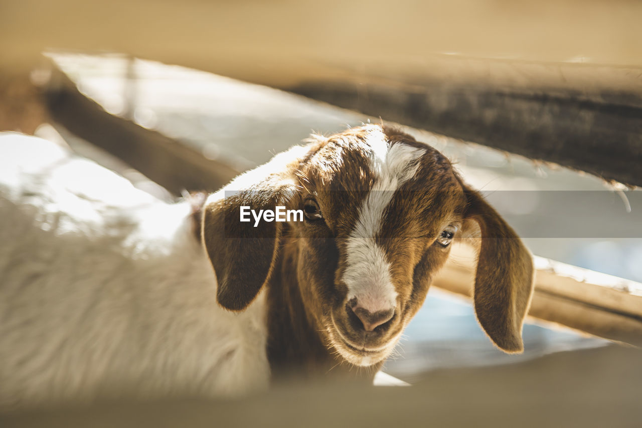 Portrait of goat in the stable