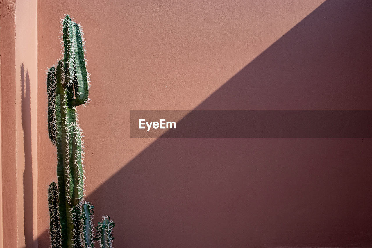 Close-up of succulent plant against wall