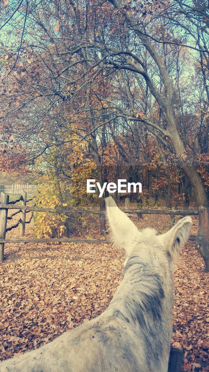 Close-up of horse in pen during autumn