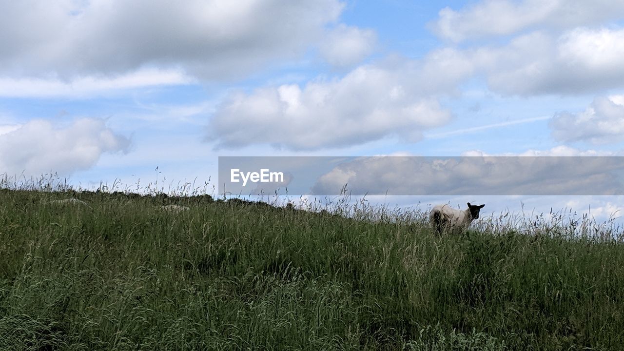 Sheep standing on grass against sky