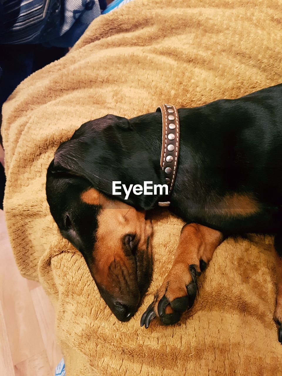 CLOSE-UP OF DOG RELAXING