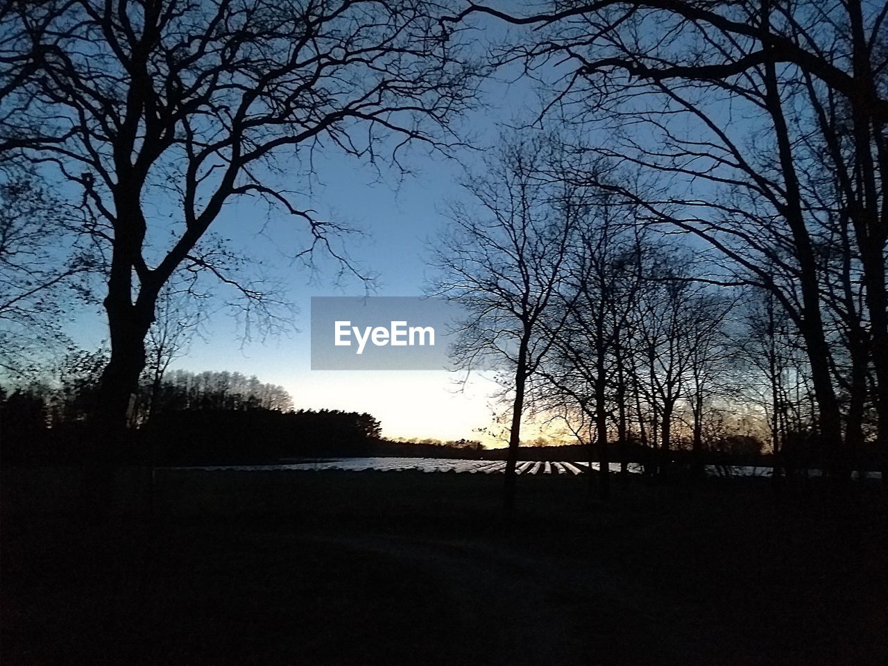 SILHOUETTE TREES ON FIELD AGAINST SKY DURING SUNSET