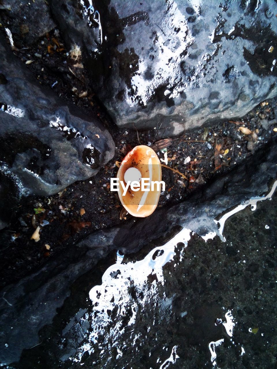 High angle view of seashell on rocks