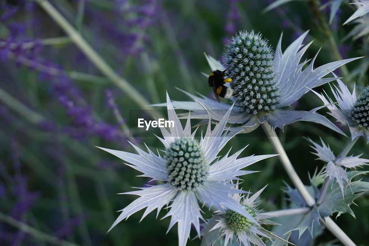 CLOSE-UP OF BEE ON PURPLE FLOWERS BLOOMING OUTDOORS