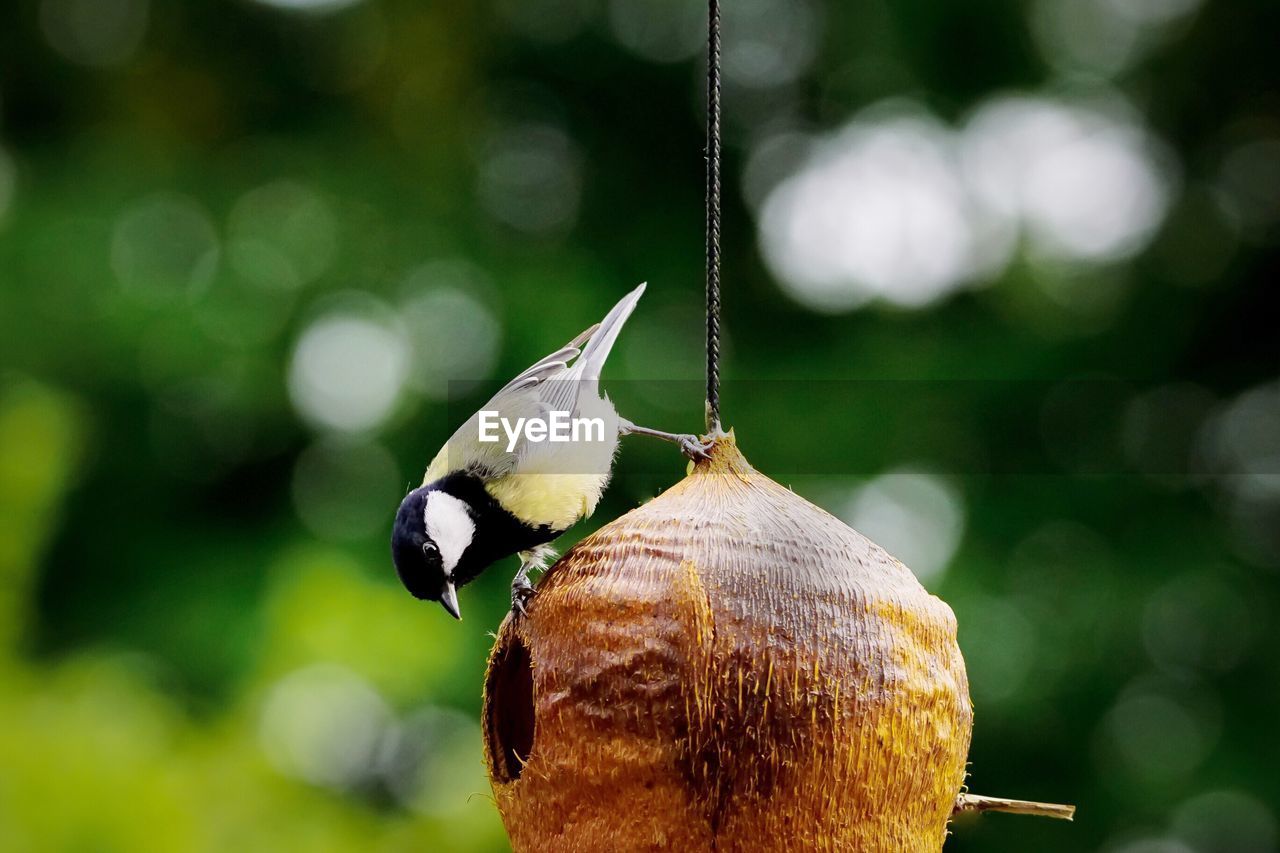 Chickadee on bird feeder made of coconut shell