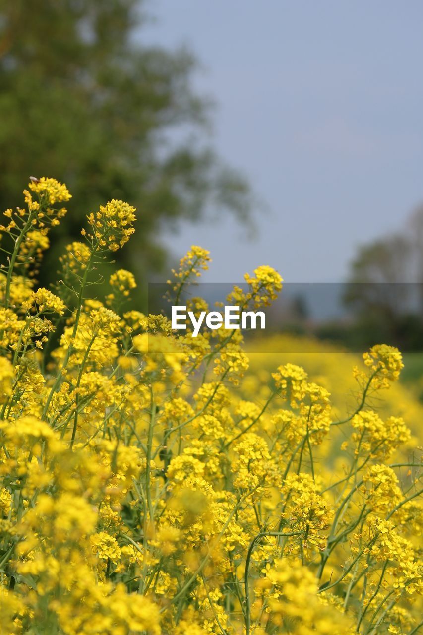 View of oilseed rape field in bloom