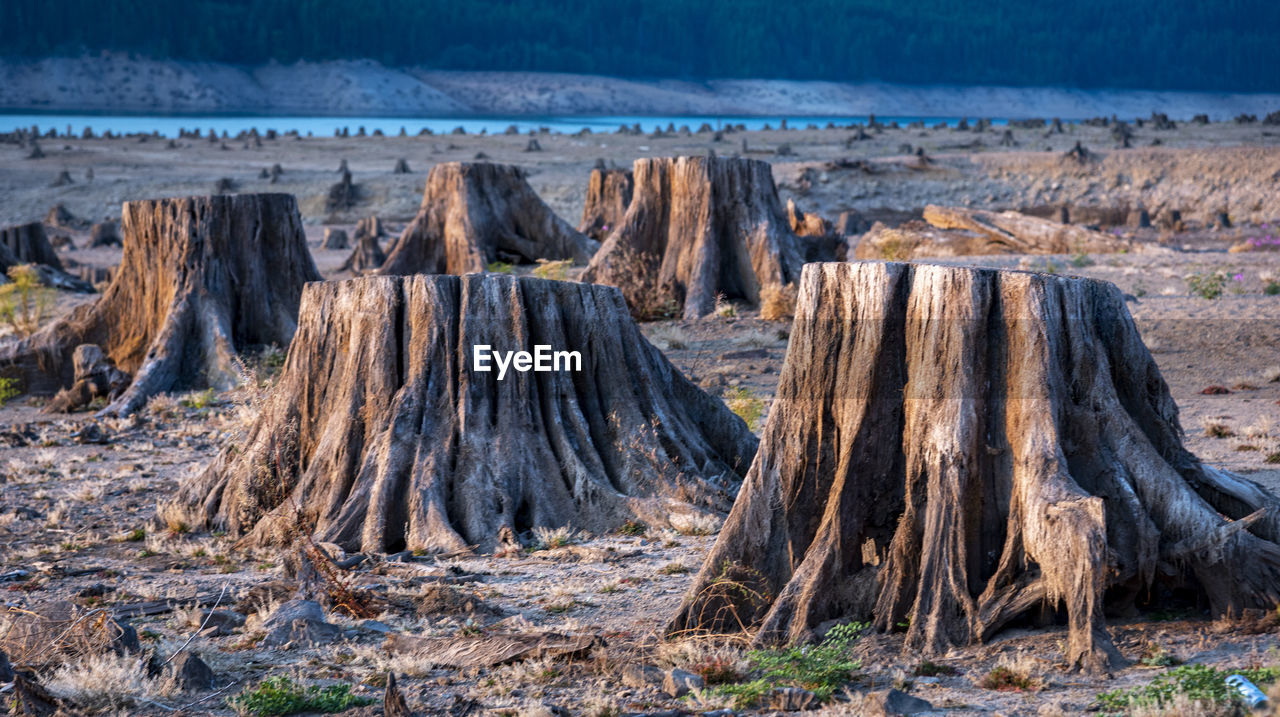 Panoramic shot of trees on land