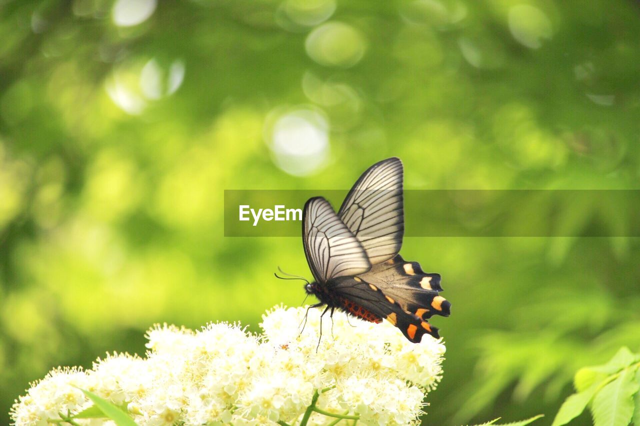 Close-up of butterfly pollinating on flower