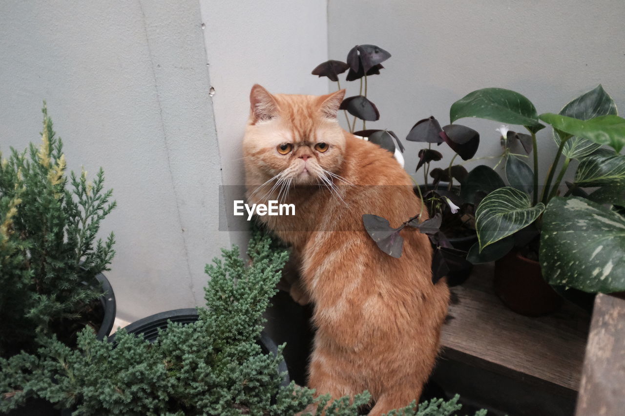CAT SITTING IN POTTED PLANT