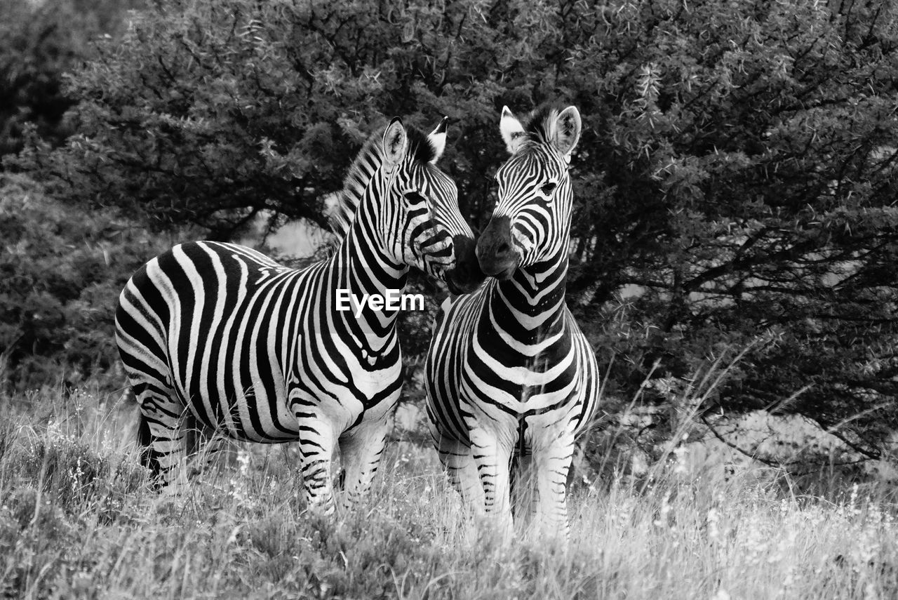 Zebras standing on field against trees at forest