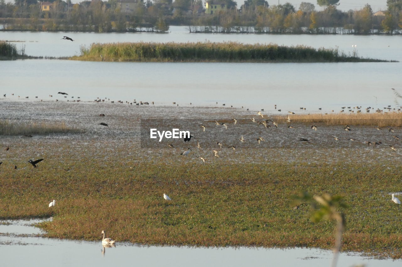 FLOCK OF BIRDS ON THE LAKE