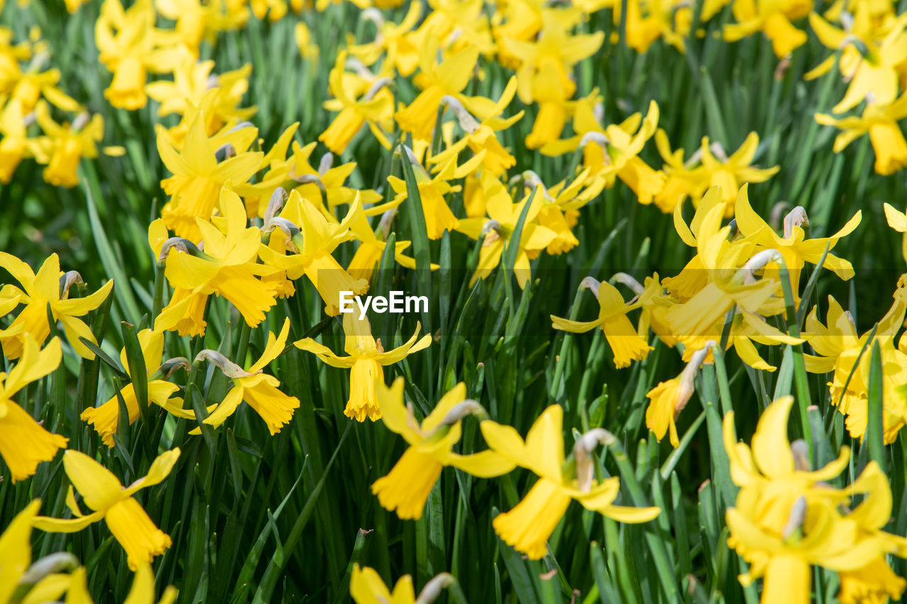 Close-up of yellow flowers on field