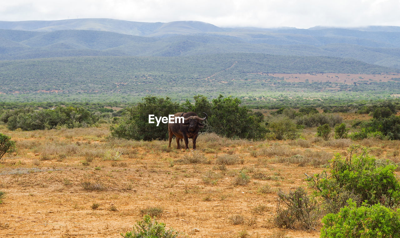 Cape buffalo in the nature reserve in the national park south africa