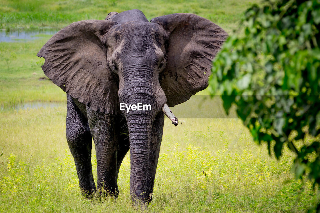 Elephant walking on grassy field