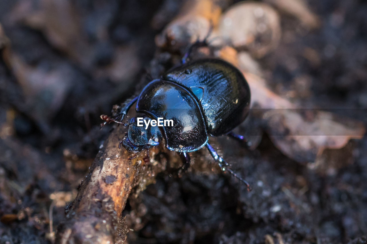 Close-up of insect