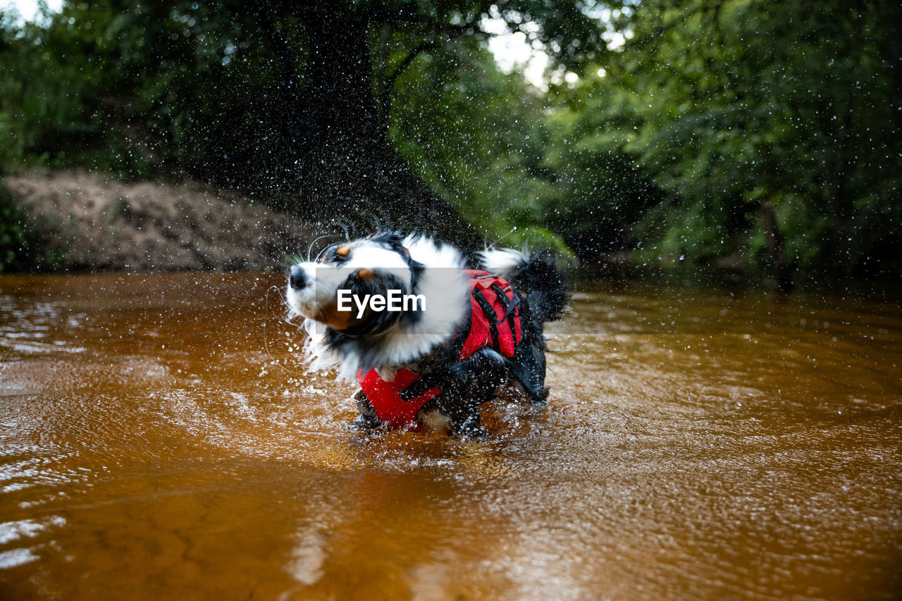portrait of dog running in lake