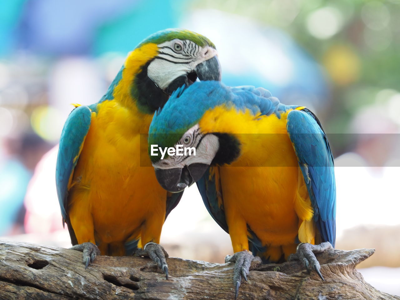 Close-up of parrot perching on branch