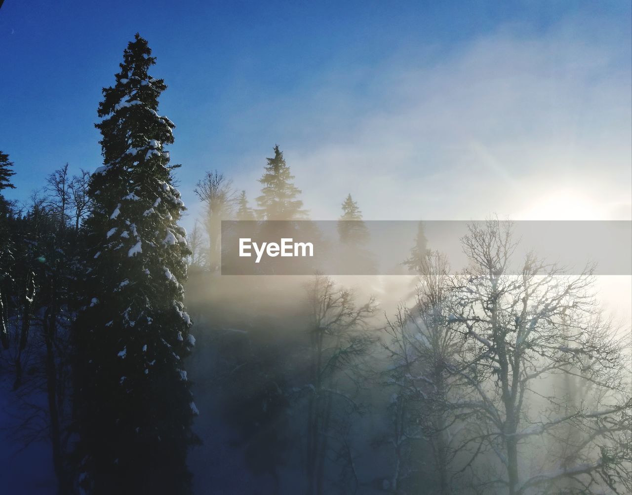 Low angle view of trees against sky