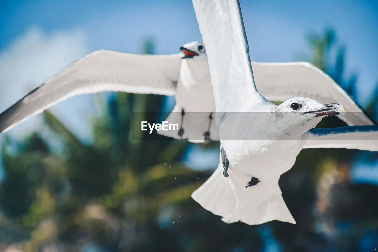 Close-up of seagull flying