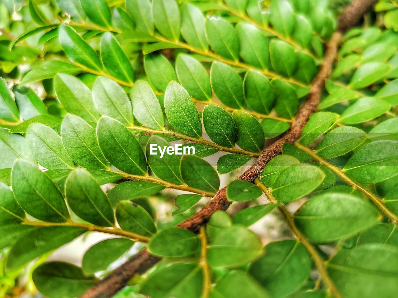CLOSE-UP OF GREEN LEAF