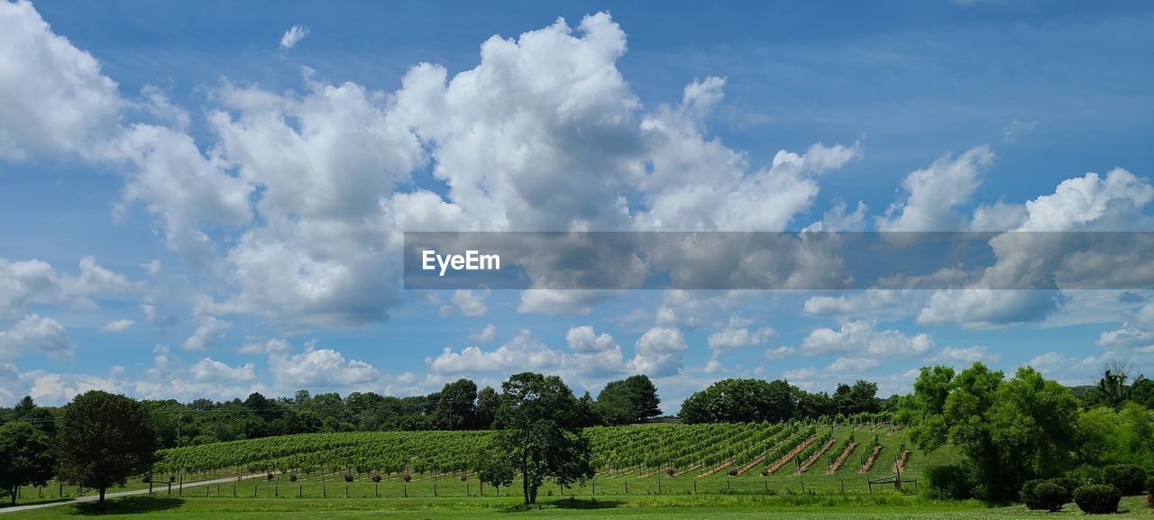 PANORAMIC VIEW OF FIELD AGAINST SKY