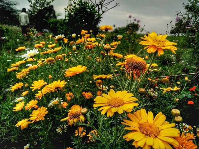 YELLOW FLOWERS BLOOMING IN FIELD