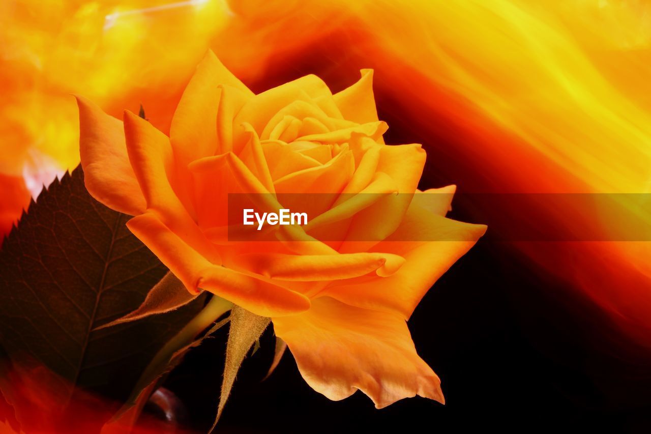 CLOSE-UP OF ORANGE ROSE FLOWER IN BLOOM