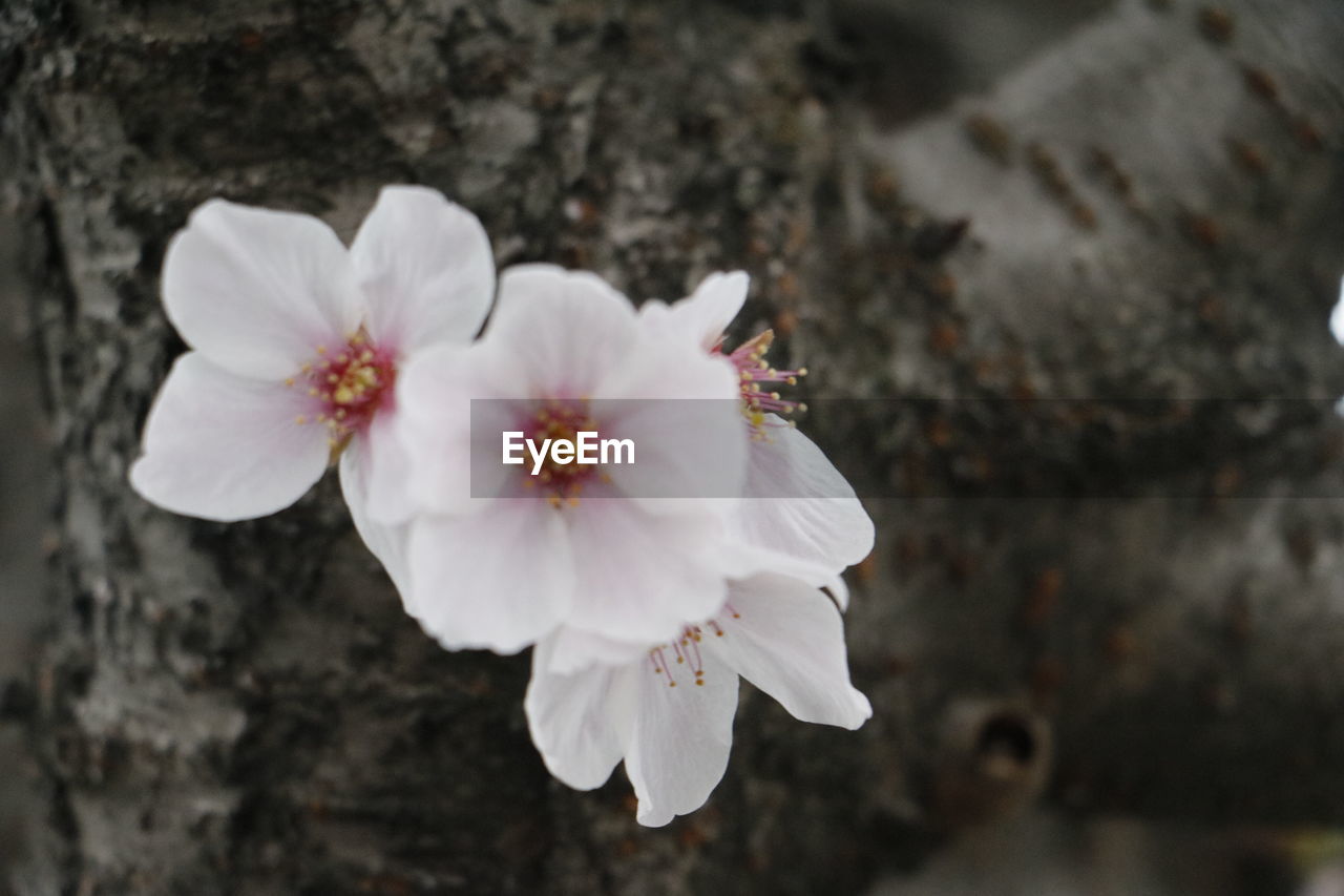 CLOSE-UP OF WHITE FLOWER