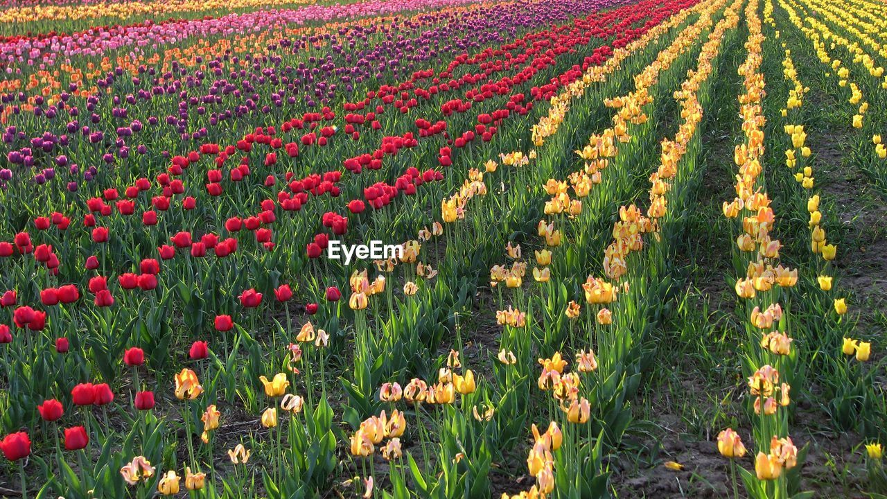 Fresh red poppies in field