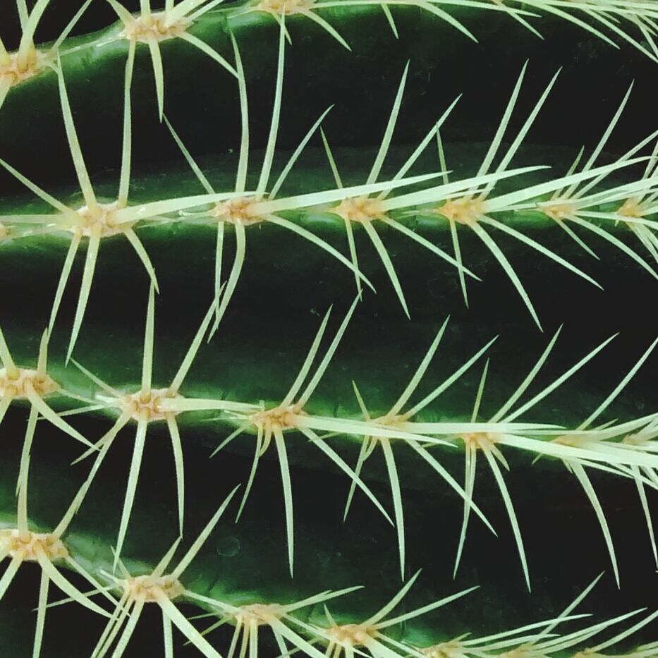 Close-up of cactus