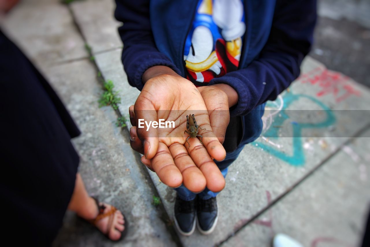 Low section of man holding insect while standing on street