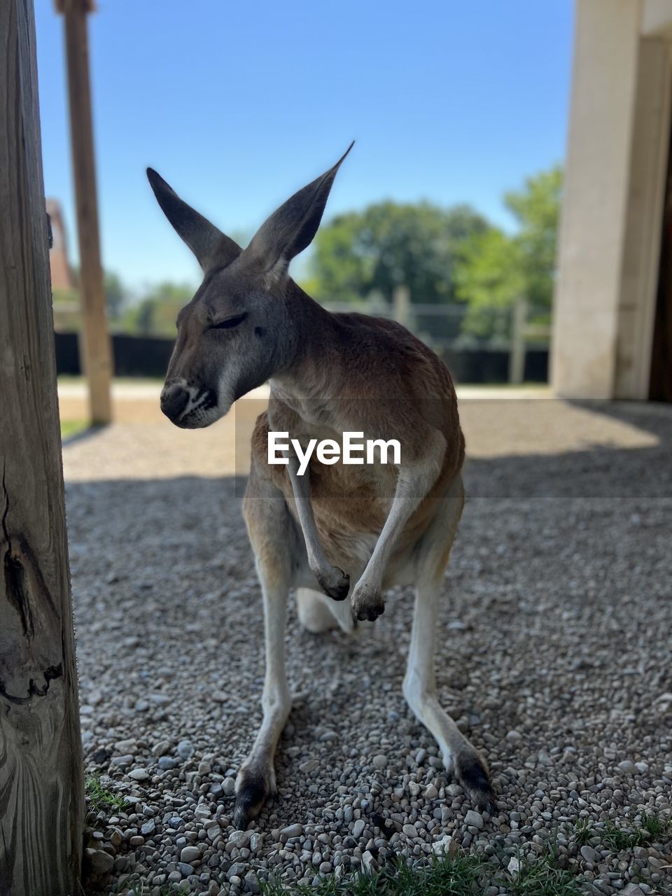 animal, animal themes, kangaroo, mammal, one animal, animal wildlife, wildlife, no people, nature, day, domestic animals, standing, zoo, outdoors, full length, sky, donkey, focus on foreground, wallaby