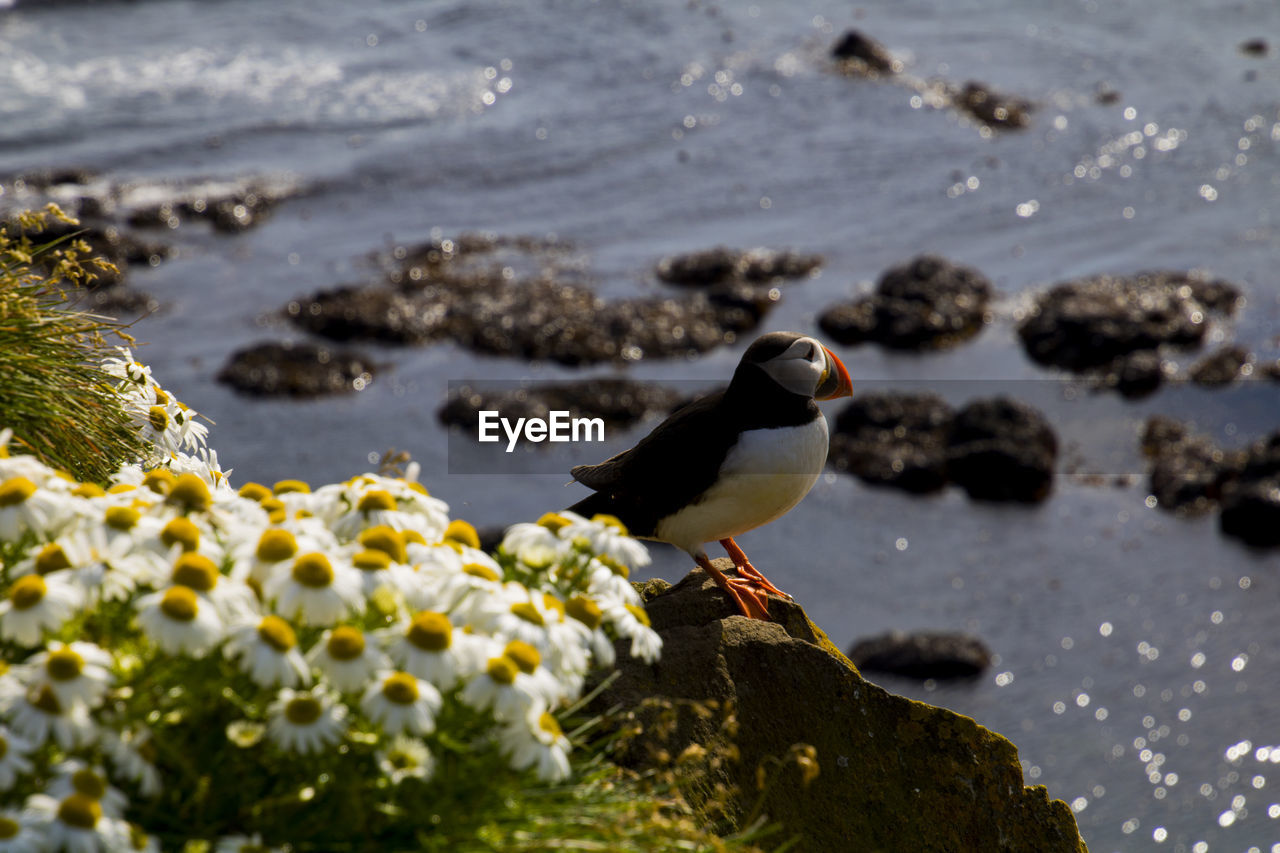 Puffin perching on rock