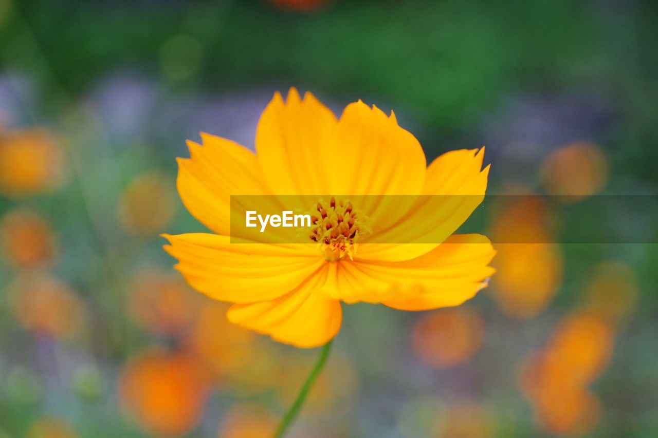 CLOSE-UP OF YELLOW COSMOS FLOWER AGAINST PLANTS