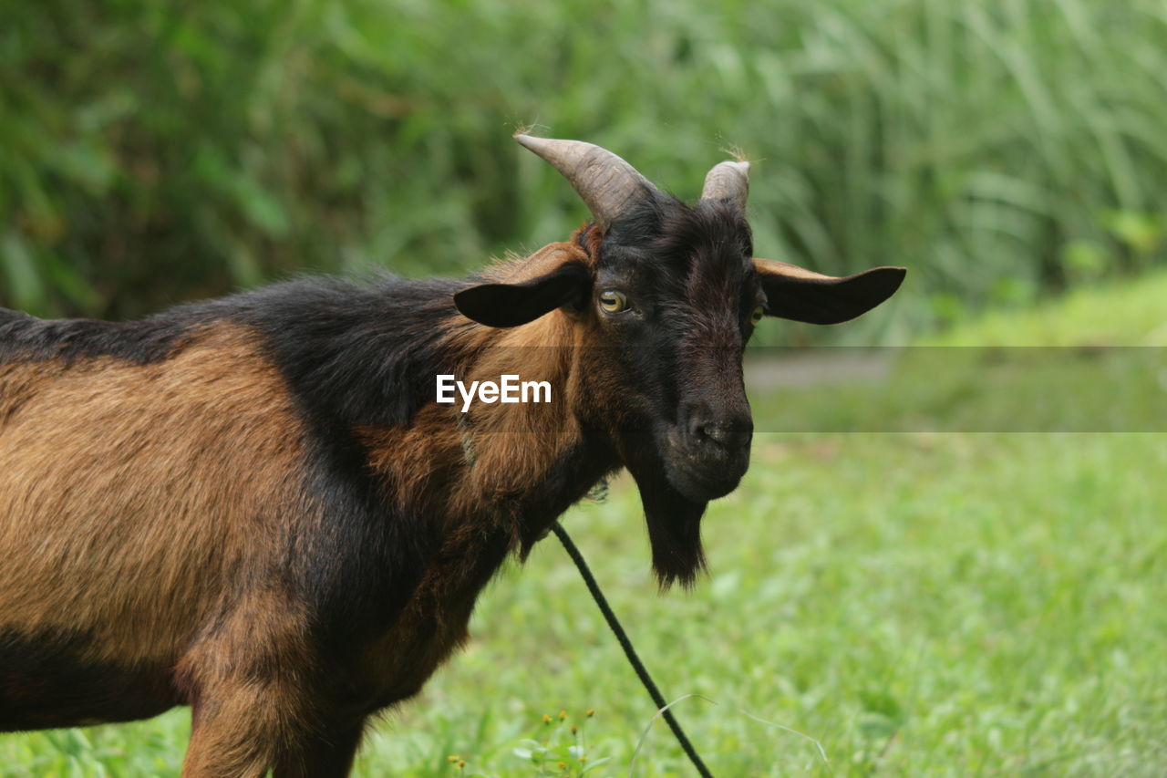 Close-up of goat on field