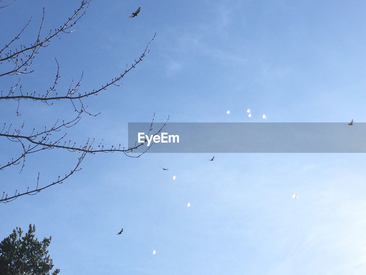 LOW ANGLE VIEW OF BIRDS FLYING OVER SKY