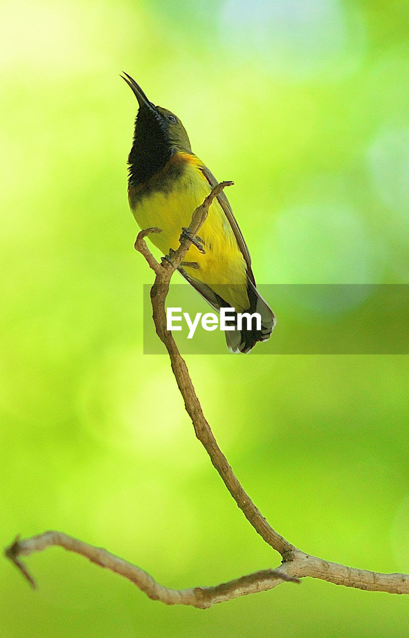 CLOSE-UP OF BIRD PERCHING ON TREE
