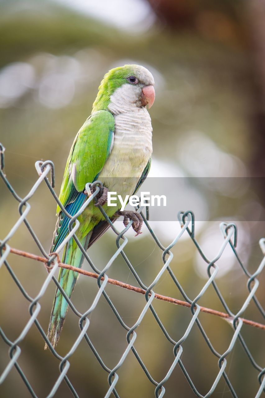 CLOSE-UP OF BIRD PERCHING ON METAL