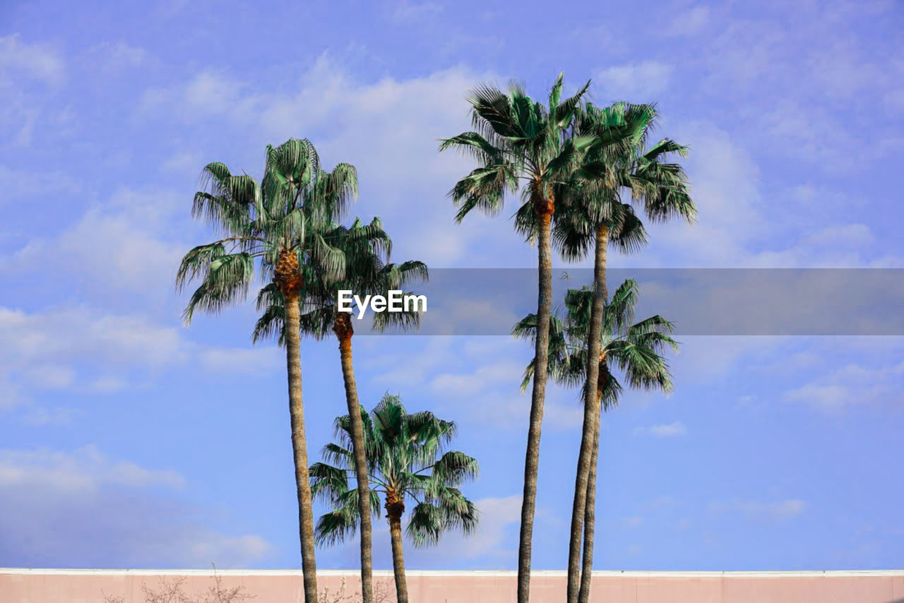 palm tree, tropical climate, tree, plant, sky, nature, cloud, land, coconut palm tree, beauty in nature, scenics - nature, beach, water, travel destinations, tranquility, outdoors, no people, blue, day, environment, sea, landscape, tropical tree, growth, travel, tranquil scene, sand, vacation, borassus flabellifer, trip, idyllic, island, date palm tree, tropics, tourism, holiday, coast
