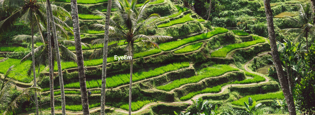 Scenic view of trees growing in forest