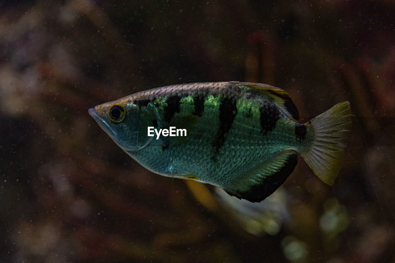 Close-up of fish swimming in sea