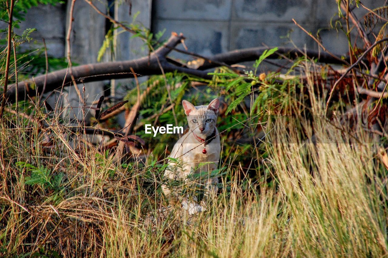 VIEW OF DEER