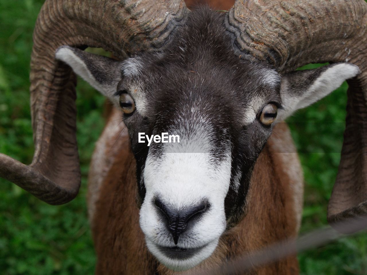 Close-up portrait of a mouflon sheep