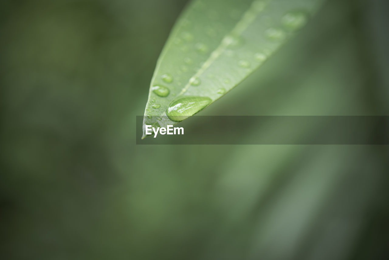 Close-up of raindrops on green leaves