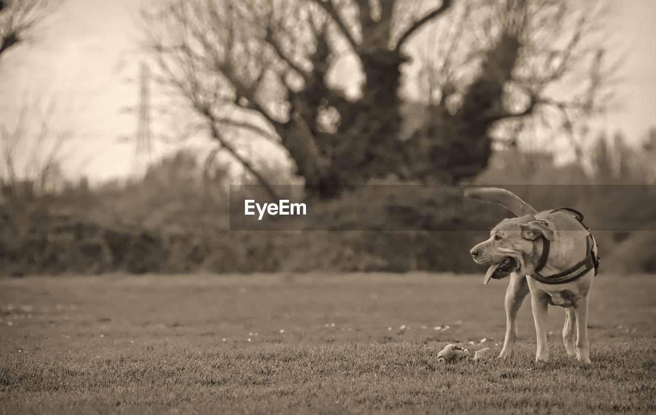 View of dog on field